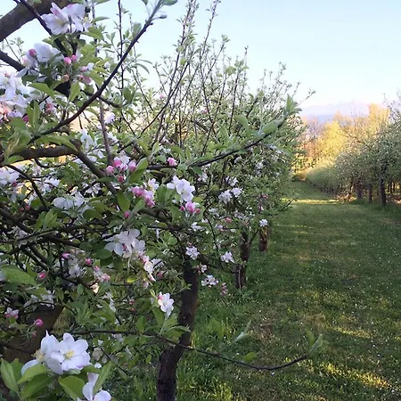 Vakantieboerderij La Dolce Mela Buonabitacolo